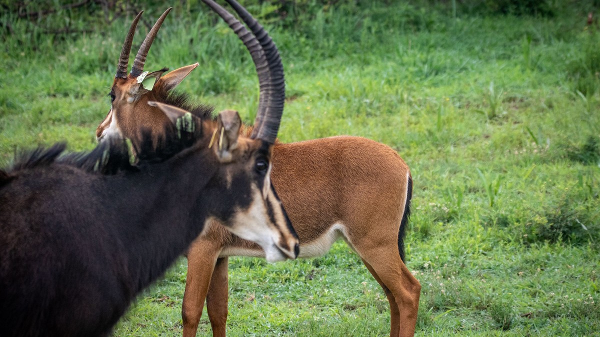 Solio Ranch: Laikipia's Quiet Rhino Sanctuary Guide - photo 1