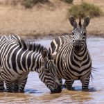 Solo Female Safari Kenya Safety Guide (2026)