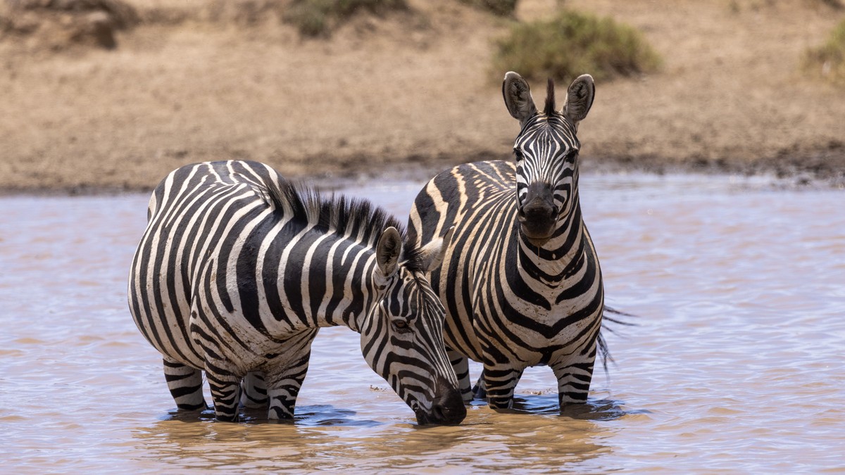 Solo Female Safari Kenya Safety Guide (2026)
