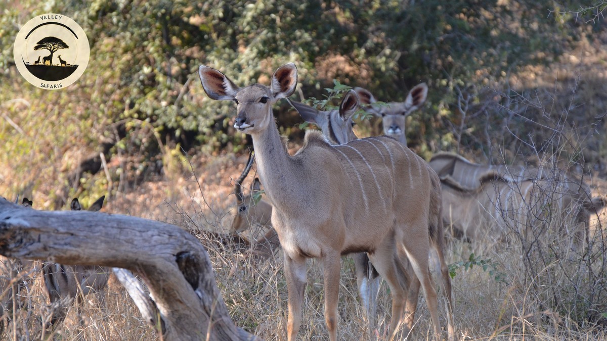 Solo Female Safari Safety in Kenya: The Real Guide