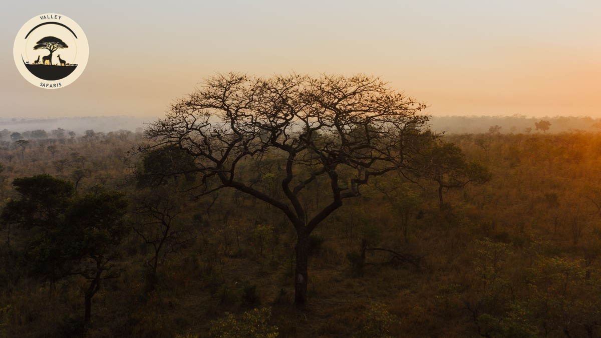 Solo Female Safari Safety in Kenya: The Real Guide - photo 1