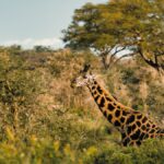 Solo Male Safari Kenya Safety: Is It Safe and Worth It?