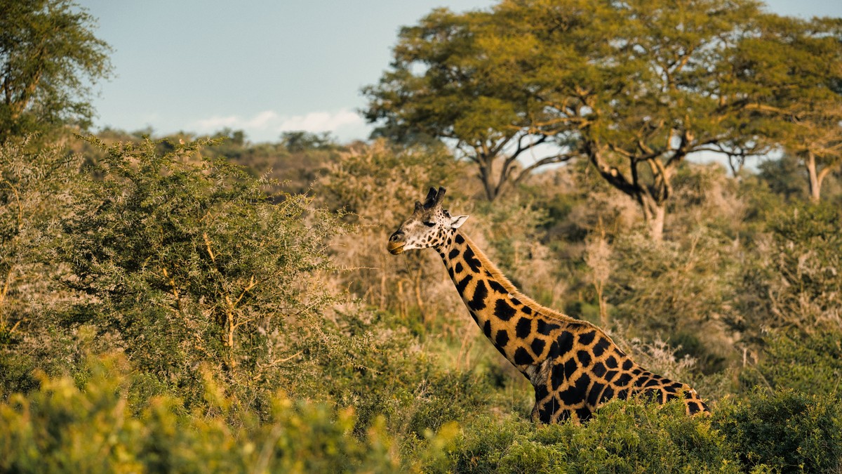 Solo Male Safari Kenya Safety: Is It Safe and Worth It?
