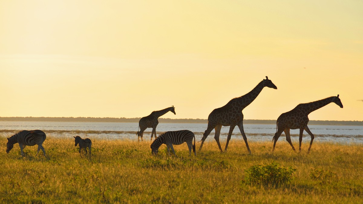 Solo Male Safari Kenya Safety: Is It Safe and Worth It? - photo 1