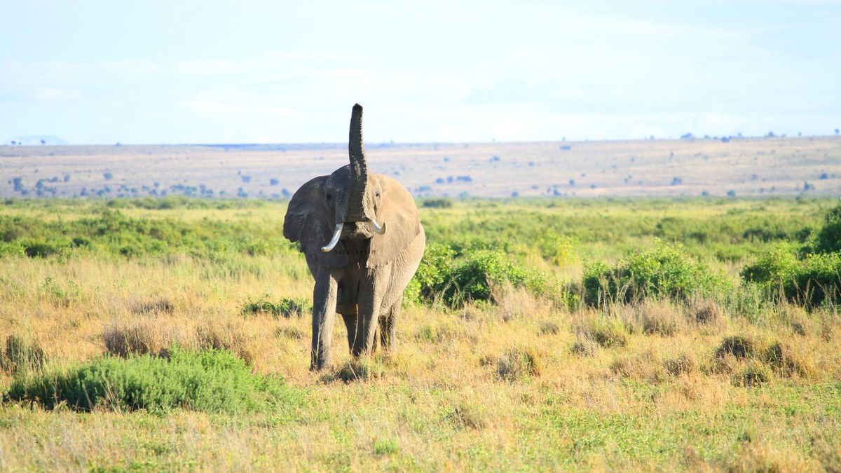Solo Male Safari Kenya Safety: Is It Safe and Worth It? - photo 2