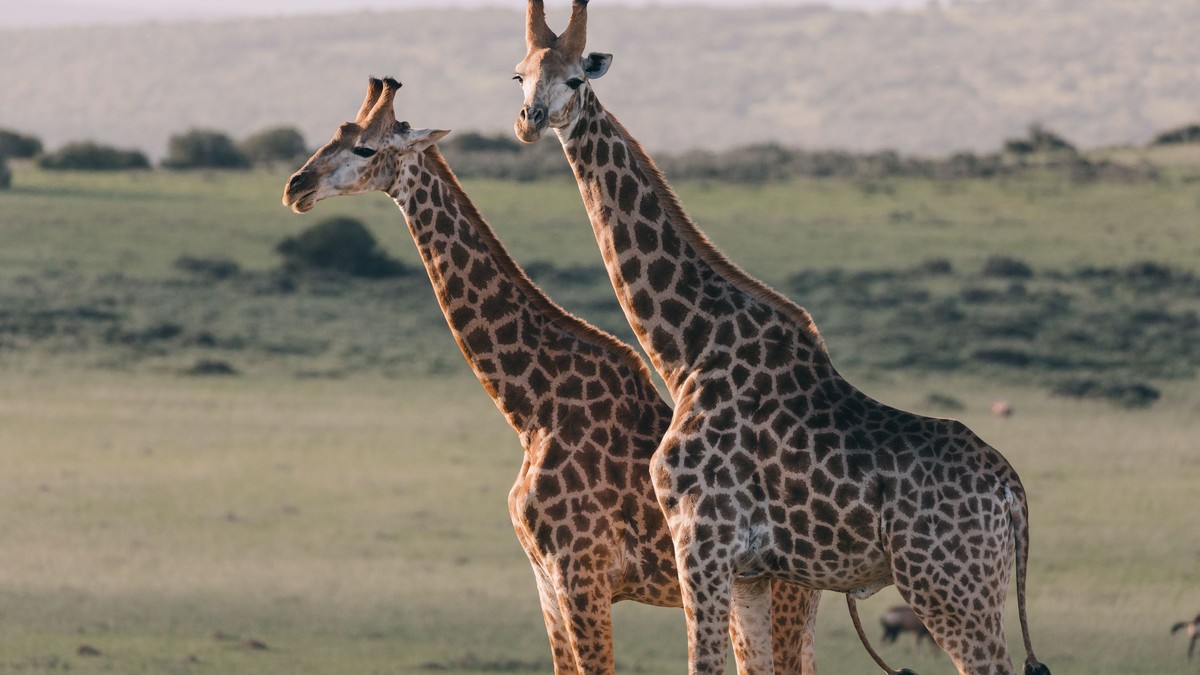Star Bed Safaris: Sleeping Under the Stars in Kenya - photo 2