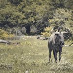 Stopover Before Kenya Safari Flight: Worth It?