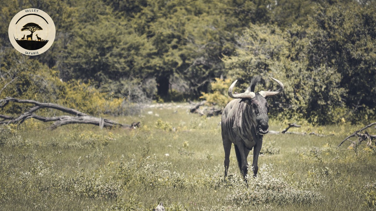 Stopover Before Kenya Safari Flight: Worth It?