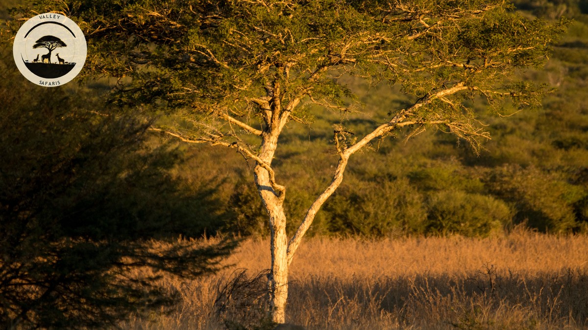 Stopover Before Kenya Safari Flight: Worth It? - photo 1