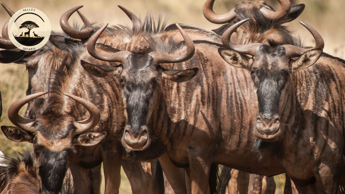 Stopover Before Kenya Safari Flight: Worth It? - photo 2