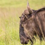 Surprise Proposal Safari Kenya: A Planning Guide