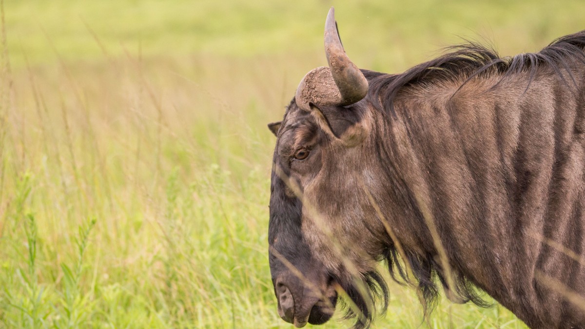 Surprise Proposal Safari Kenya: A Planning Guide