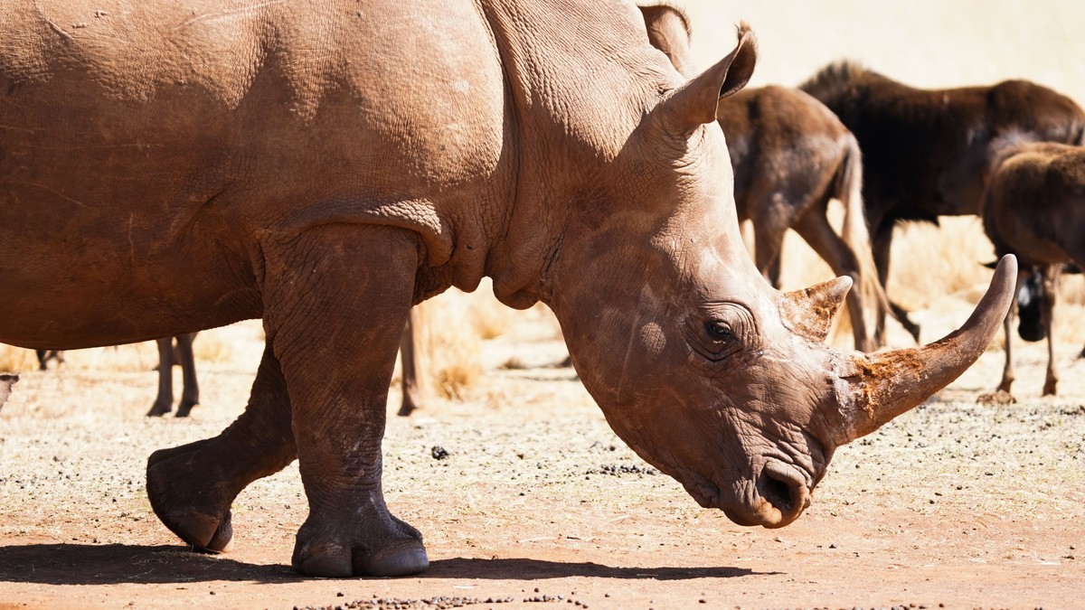 20 Swahili Phrases for Safari Travelers in Kenya