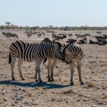 Travelers Diarrhea Safari Food Safety in Kenya