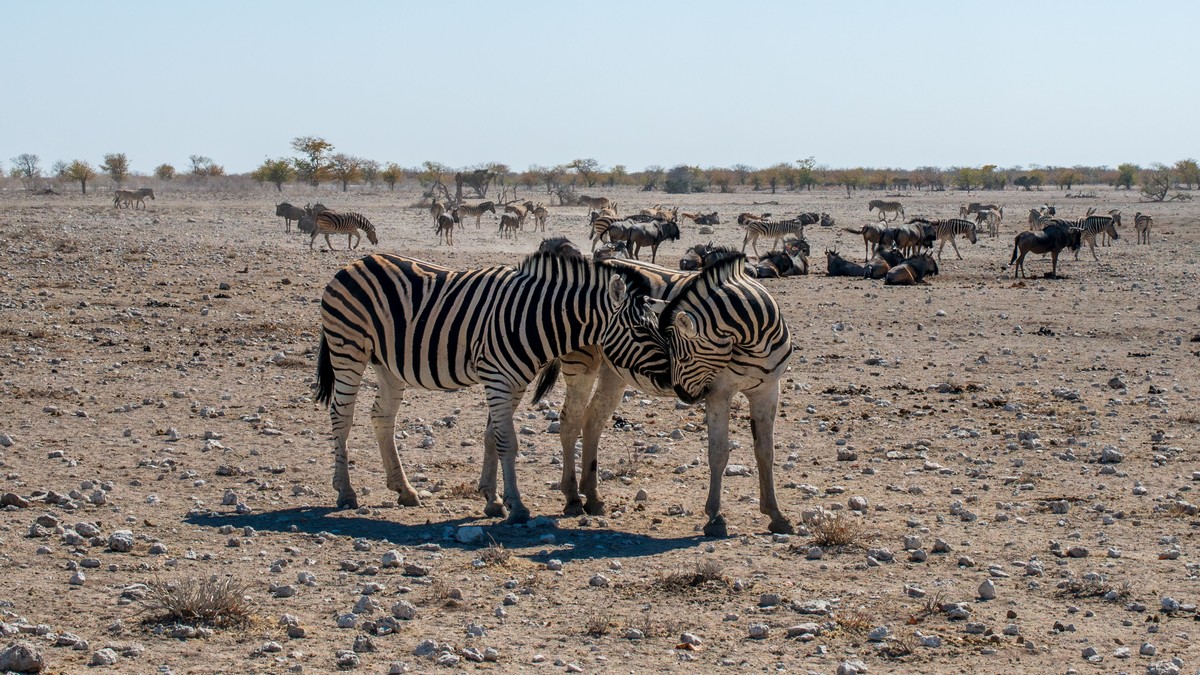 Travelers Diarrhea Safari Food Safety in Kenya