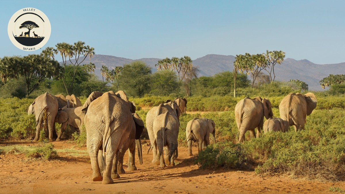 Tsavo Day Trip from Mombasa: Is It Worth It?