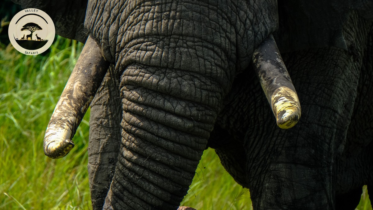 Tsavo Day Trip from Mombasa: Is It Worth It? - photo 2