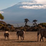 Tsavo East vs Amboseli Safari: Which Fits Your First Trip?