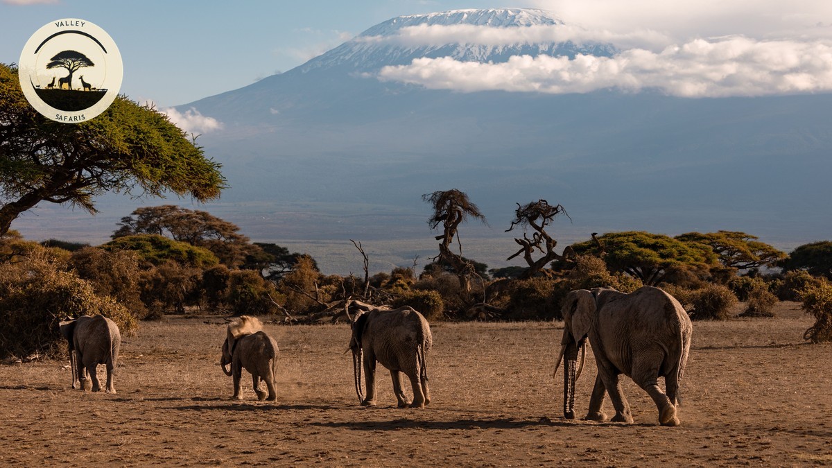 Tsavo East vs Amboseli Safari: Which Fits Your First Trip?