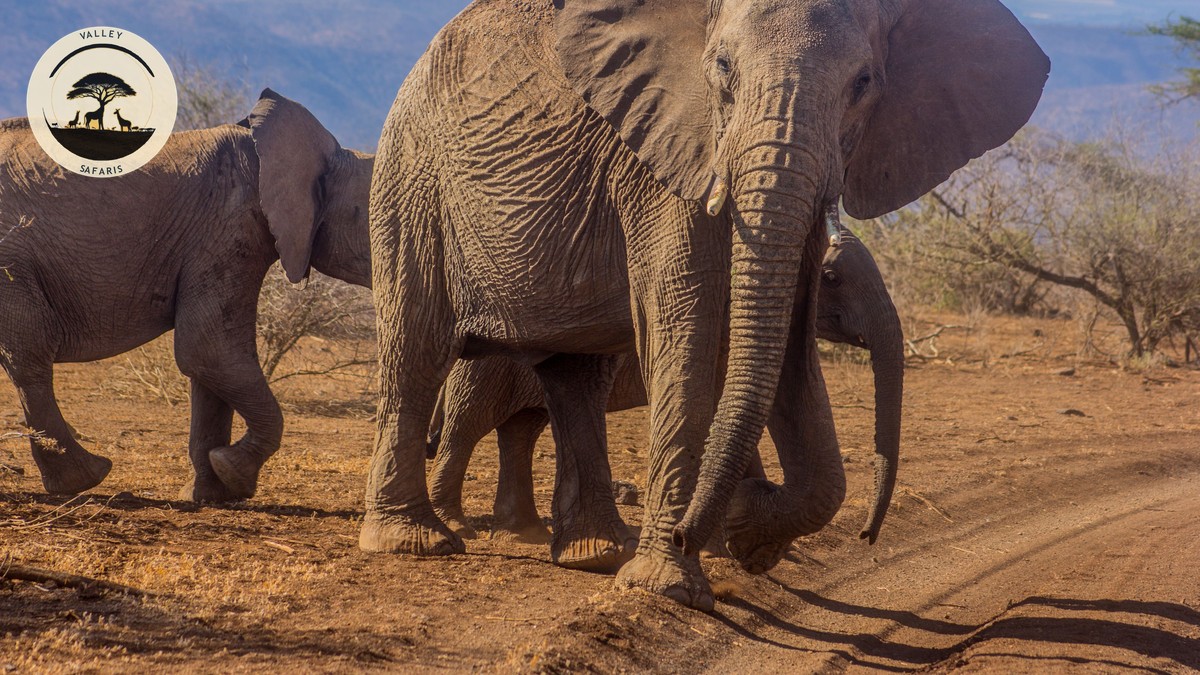 Tsavo East vs Amboseli Safari: Which Fits Your First Trip? - photo 1