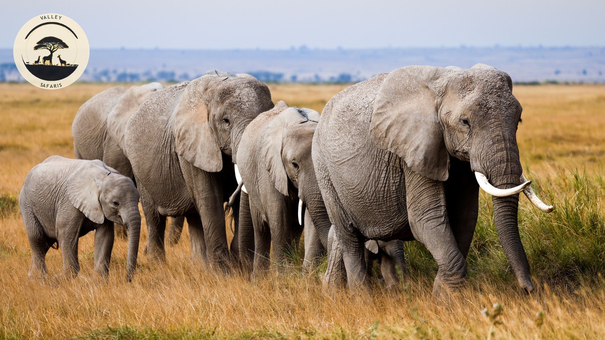 Tsavo East vs Amboseli Safari: Which Fits Your First Trip? - photo 2