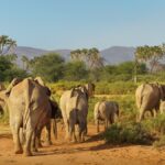 Tsavo East and West: Kenya's Most Underrated Safari Parks