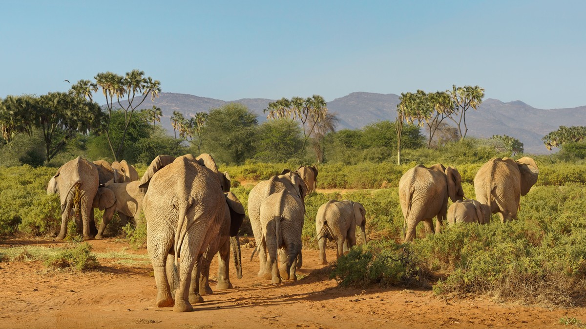 Tsavo East and West: Kenya's Most Underrated Safari Parks
