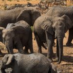 Tsavo West National Park Safari Guide 2026