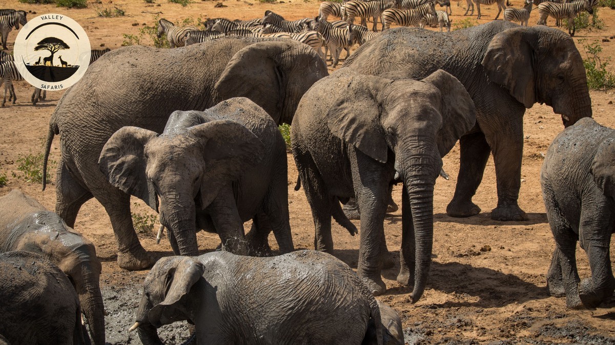 Tsavo West National Park Safari Guide 2026