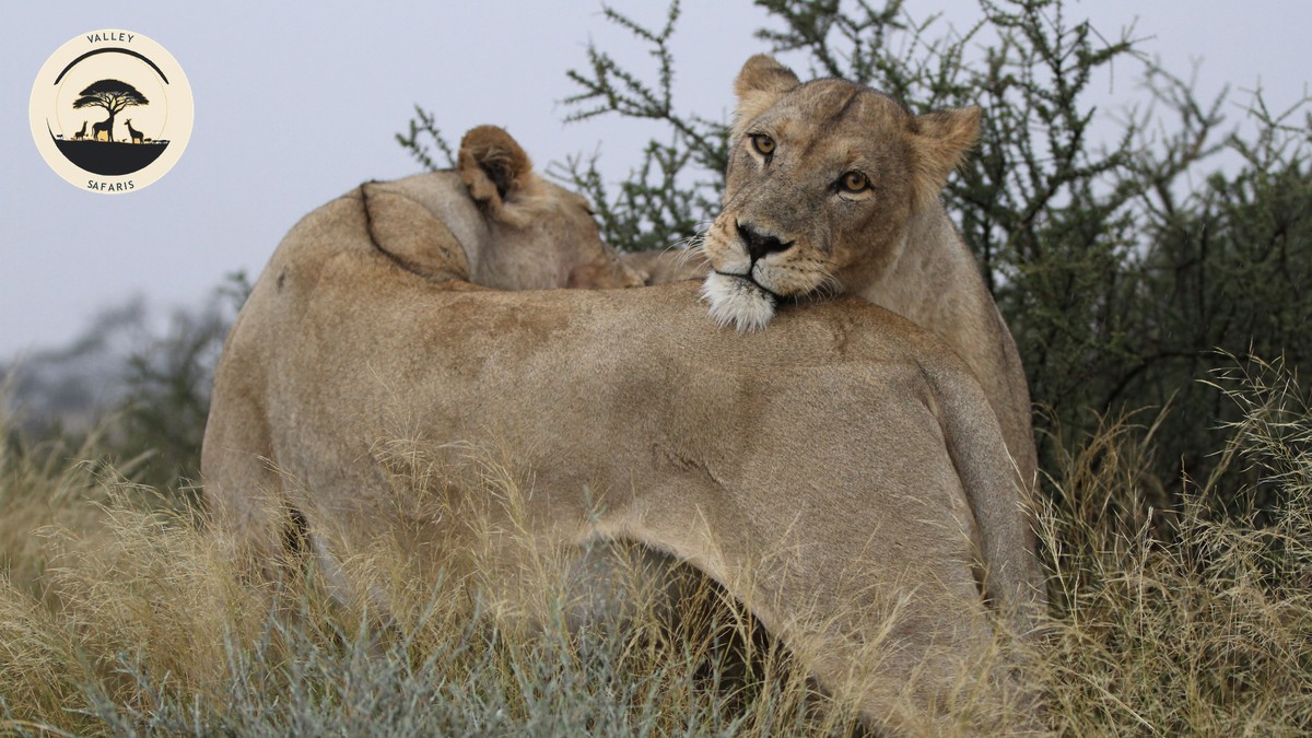 Tsavo West National Park Safari Guide 2026 - photo 1