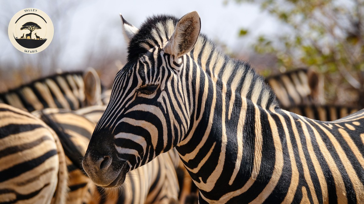 Typical Day on a Kenya Safari Schedule: Hour by Hour