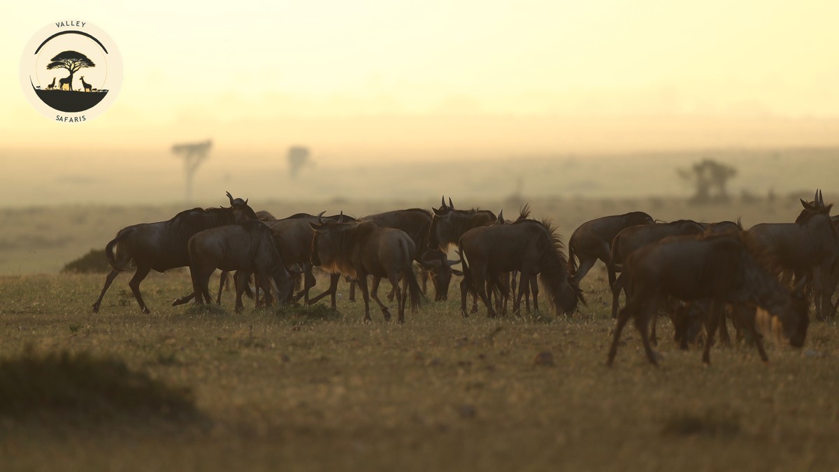 Typical Day on a Kenya Safari Schedule: Hour by Hour - photo 2