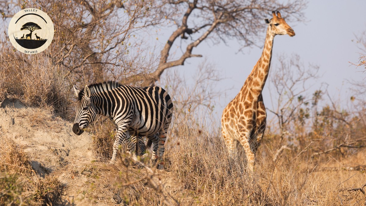 Typical Day on Safari Schedule in Kenya, Hour by Hour