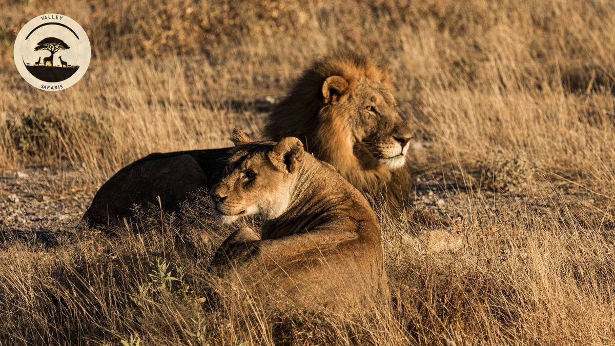 Typical Day on Safari Schedule in Kenya, Hour by Hour - photo 1