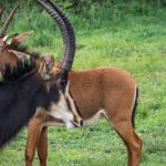 Ugly Five Animals Kenya Safari: Where to Spot Them
