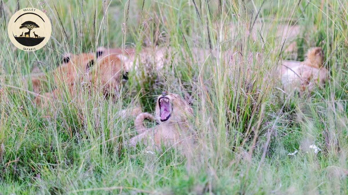 Ugly Five Animals Kenya Safari: Where to Spot Them - photo 2