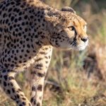 5 Underrated Kenya National Parks Off Beaten Path