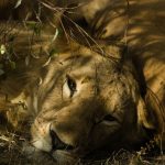 Underrated National Parks Kenya List: 10 to Visit in 2026
