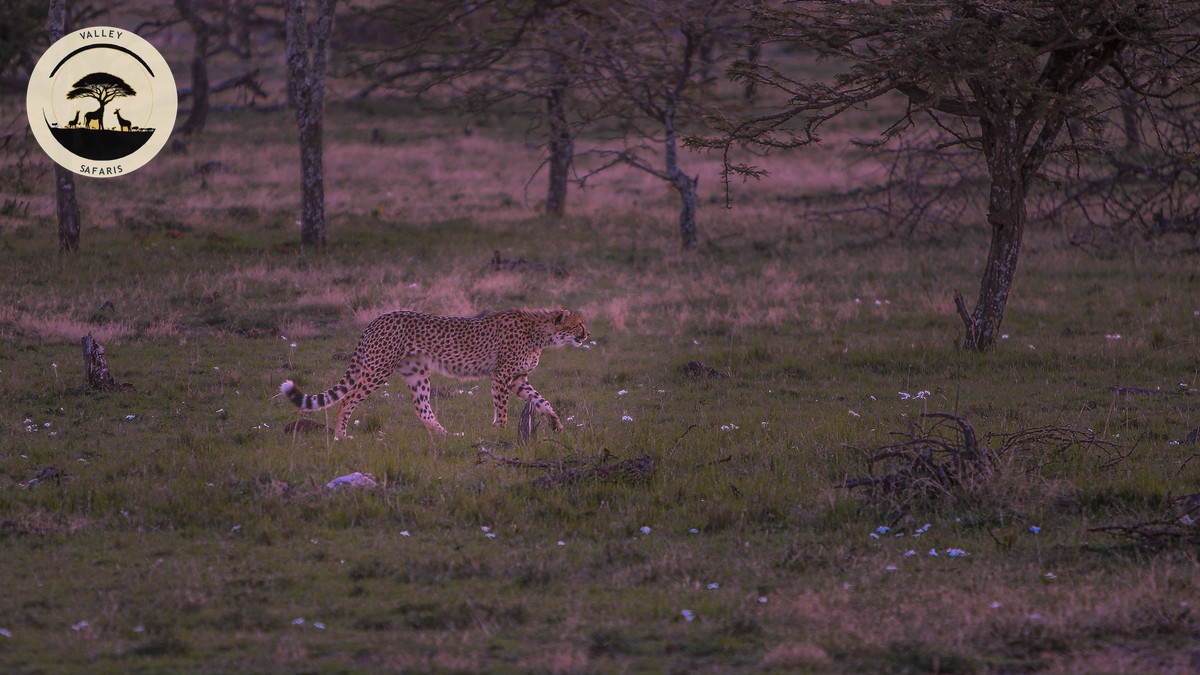Underrated National Parks Kenya List: 10 to Visit in 2026 - photo 2