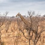 UNESCO World Heritage Sites Kenya Safari Guide