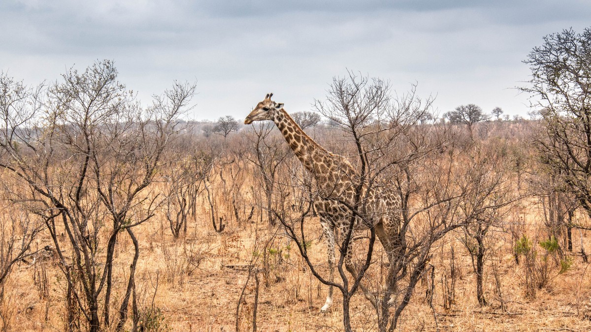 UNESCO World Heritage Sites Kenya Safari Guide