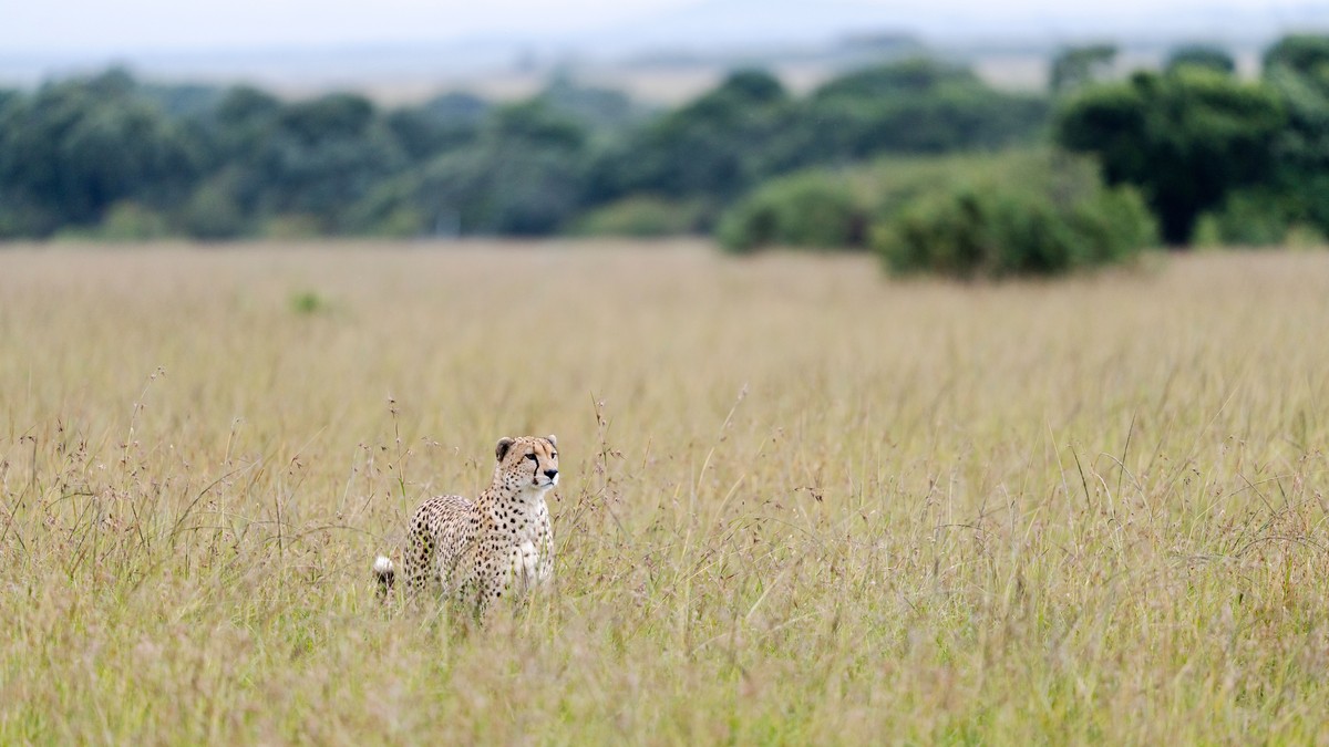 UNESCO World Heritage Sites Kenya Safari Guide - photo 2