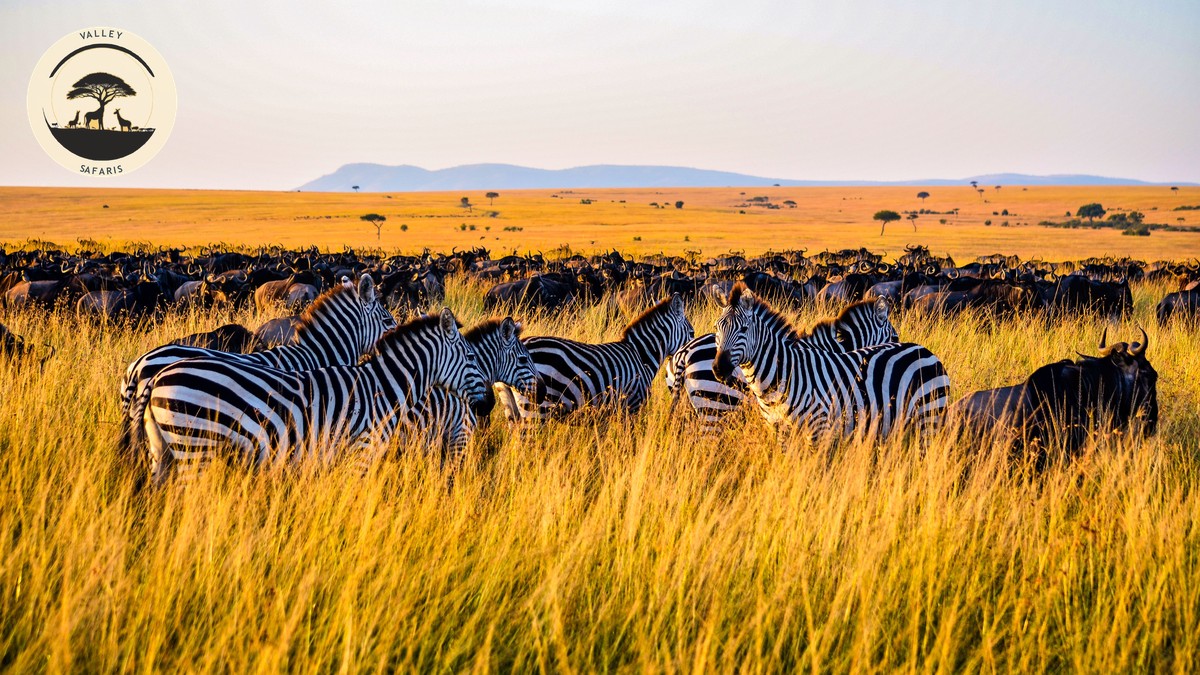 US Dollars vs Kenyan Shillings Safari: What to Bring - photo 1