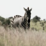 Using M-Pesa as a Tourist: Kenya Safari Guide