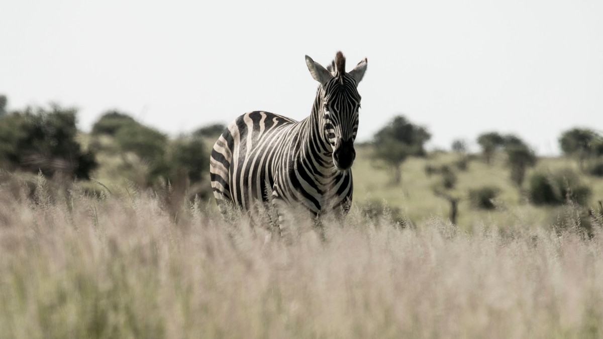 Using M-Pesa as a Tourist: Kenya Safari Guide