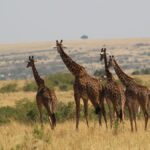 Vegetarian and Vegan Food on a Kenya Safari: What's Served