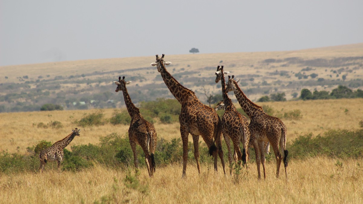 Vegetarian and Vegan Food on a Kenya Safari: What's Served