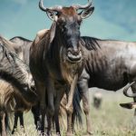 How to Verify a Safari Operator Is Licensed in Kenya