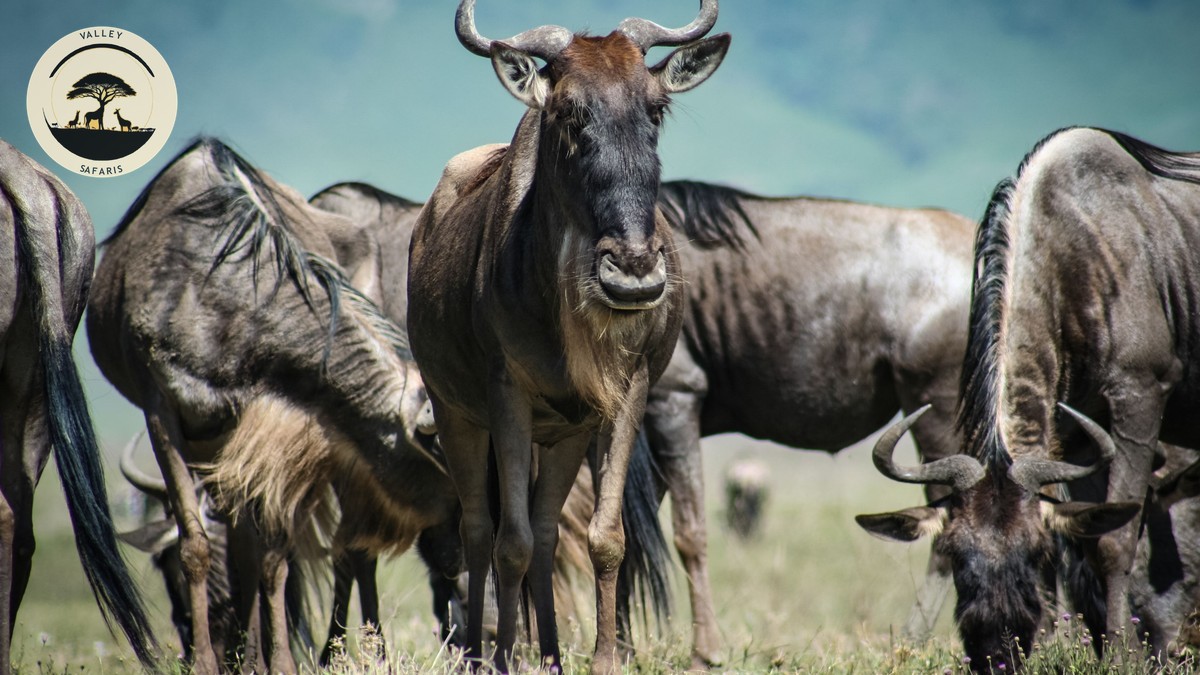 How to Verify a Safari Operator Is Licensed in Kenya