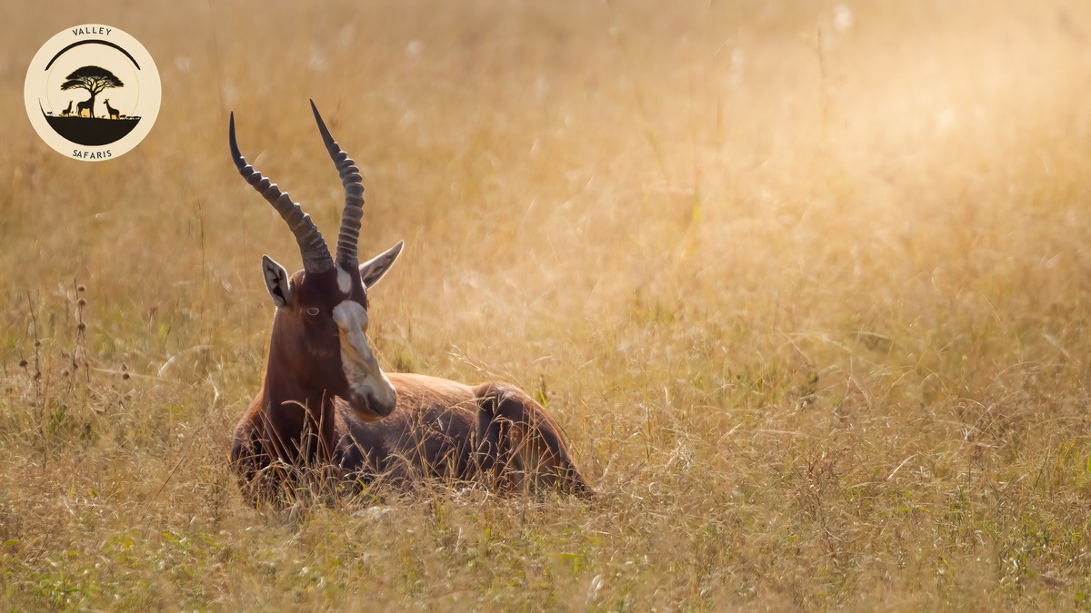 How to Verify a Safari Operator Is Licensed in Kenya - photo 1